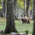 Wild Game Tracking on NEM-Blockchain in Japan