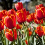 Bitcoin vs. Tulips? Why Bubble Analogies Are Disingenuous