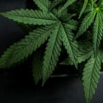 Blockchain Technology Set to Stimulate the Marijuana Industry