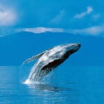 How Bitcoin Whales Can Manipulate the Price