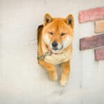 What is Dogecoin - The Friendliest Cryptocurrency In The World?